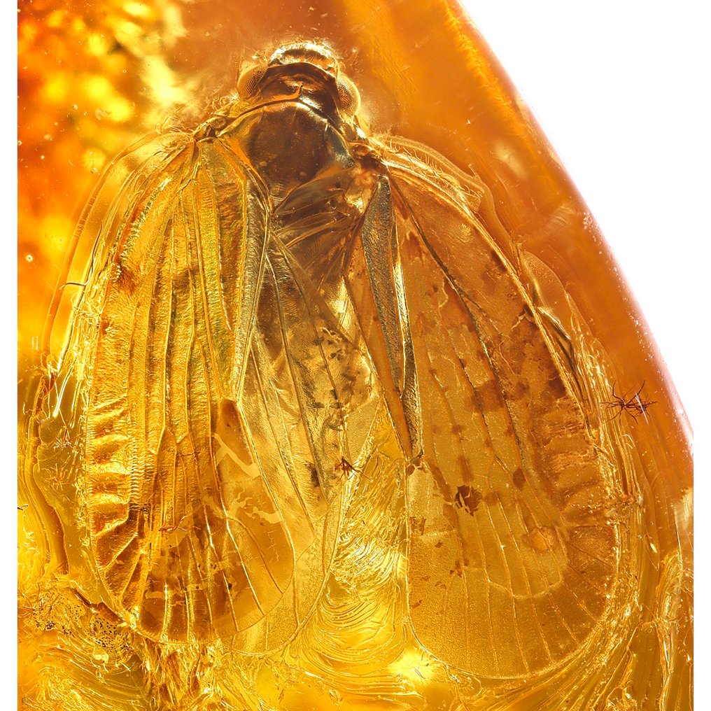Âmbar - Âmbar - Insect, planthooper - main inclusion is 7.5mm - 37 mm - 11 mm #1.0