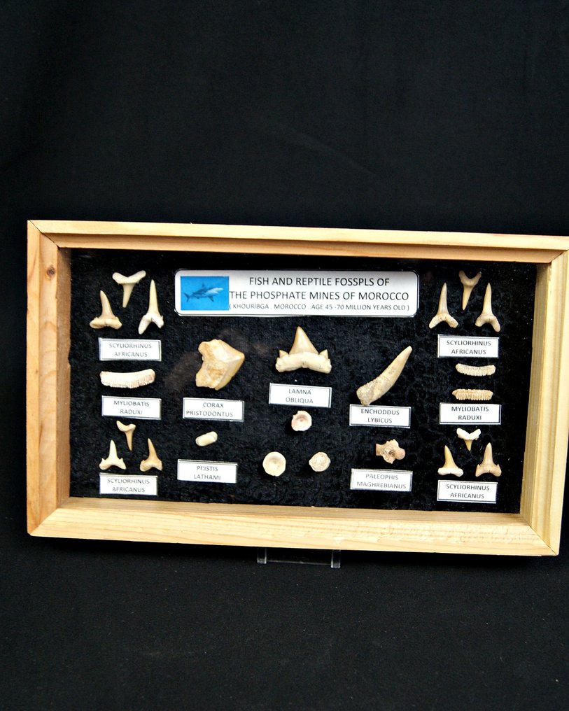 Squalo - Dente fossile - 25 cm (Senza prezzo di riserva) #3.2