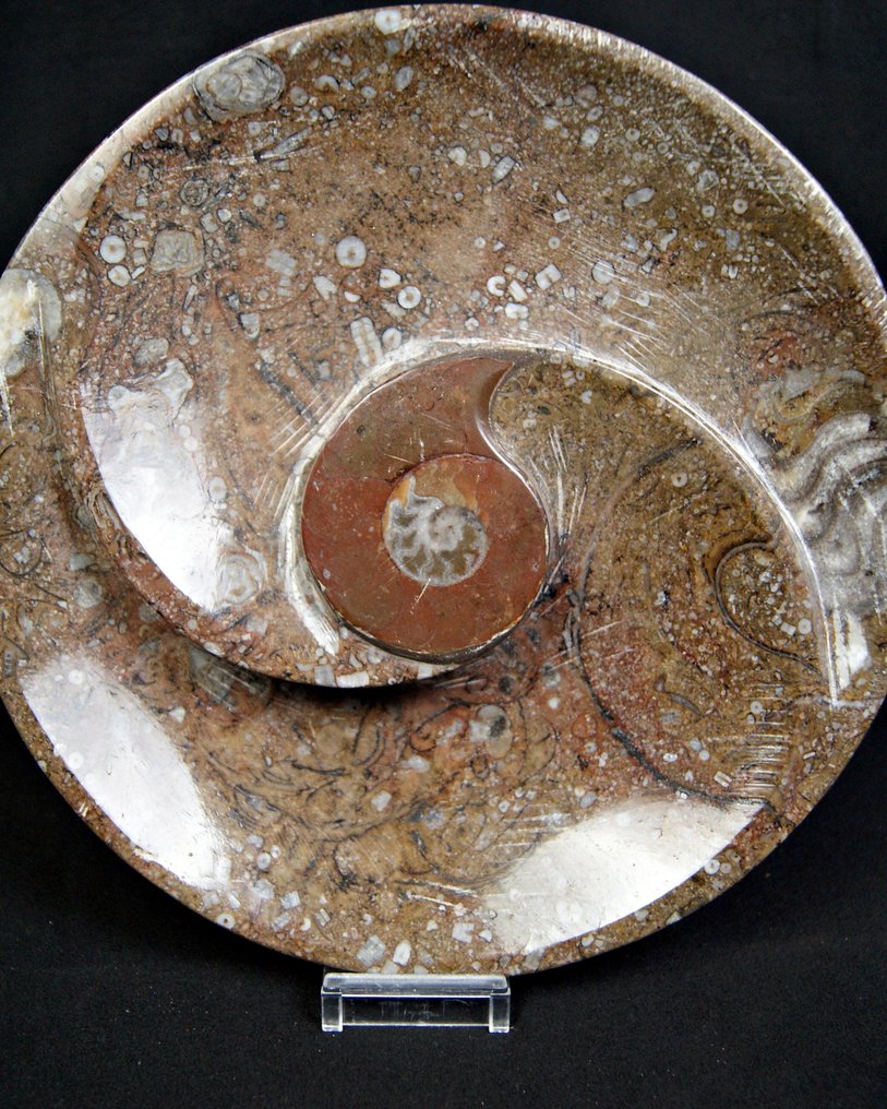 Bandeja dupla com amonite central - uma obra artesanal única de 20 cm - Fragmento fóssil - 20 cm  (Sem preço de reserva) #3.2