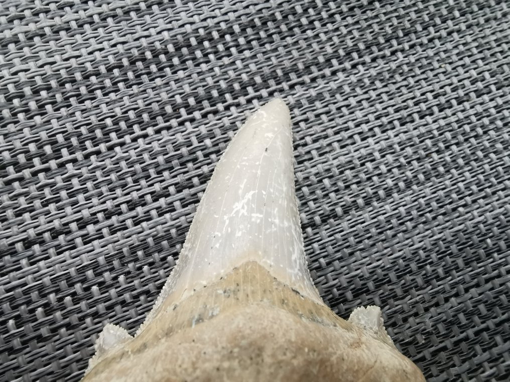 鲨鱼 - 牙齿化石 - Otodus Sokolovi - 7.1 cm - 5.5 cm  (没有保留价) #1.0