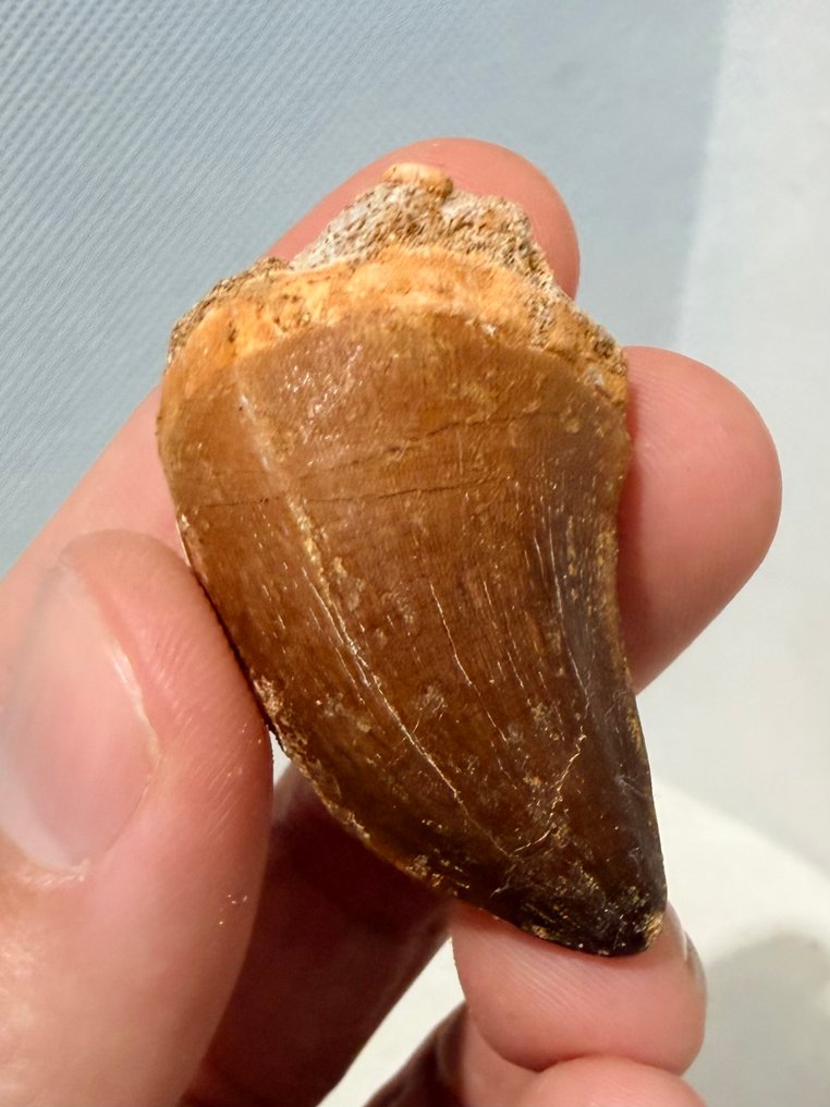 Mosasauro - Dente fossile - Mosasaurus - 4.6 cm  (Senza prezzo di riserva) #3.2