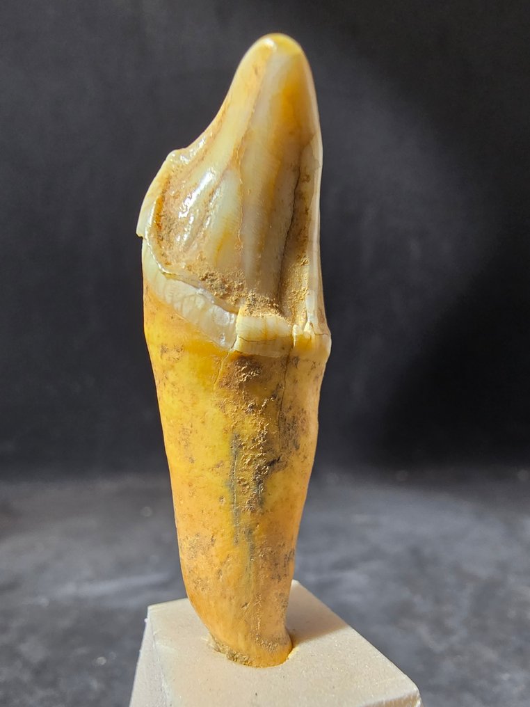 Oso - Diente fósil - Ursus speleaus - 5 cm (Sin precio de reserva) #4.3