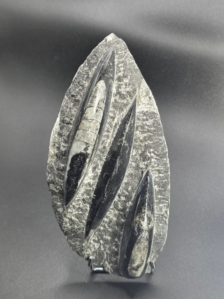 Orthoceras - Animale fosilizate - 20 cm (Fără preț de rezervă) #3.2