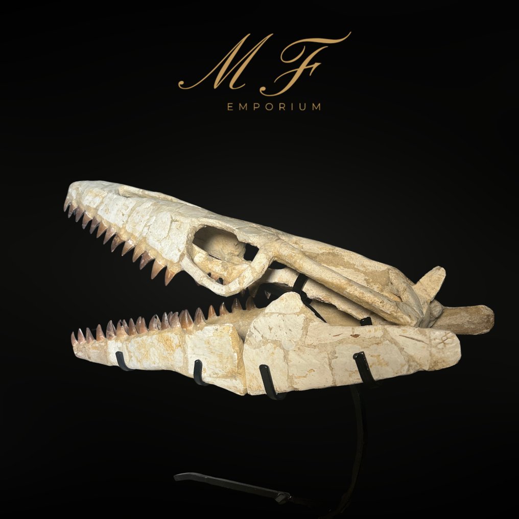 Mosasaurus - Fossiilinen kallo - Mosasaurus sp. - 42 cm - 55 cm (Ei pohjahintaa) #3.2
