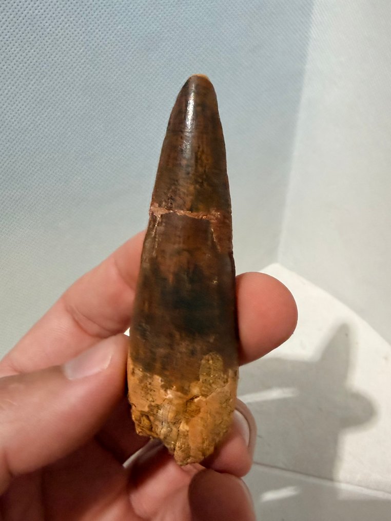 Δεινόσαυρος - Απολιθωμένο δόντι - Spinosaurus aegyptiacus - 8.5 cm  (χωρίς τιμή ασφαλείας) #1.0