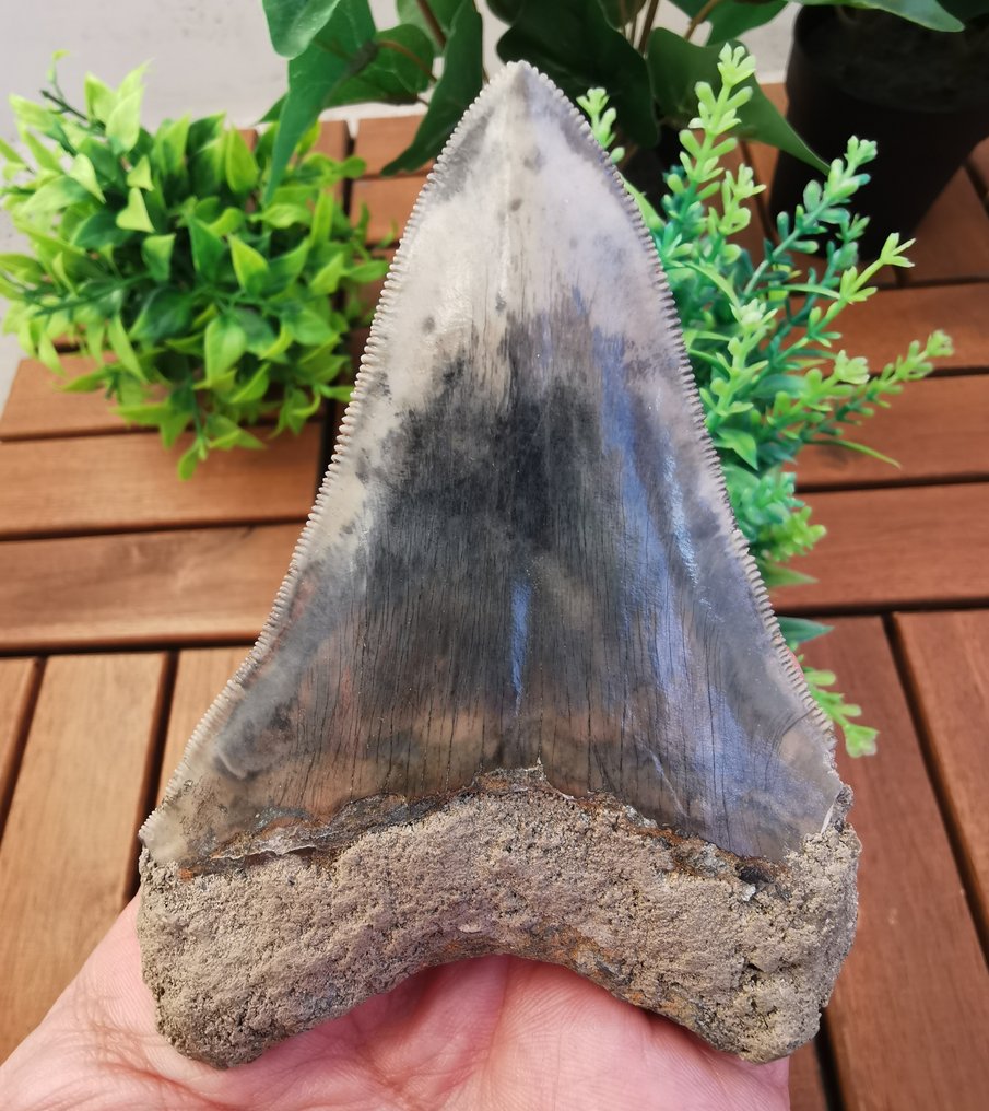 Megalodon - Απολιθωμένο δόντι - 10.3 cm (χωρίς τιμή ασφαλείας) #1.0