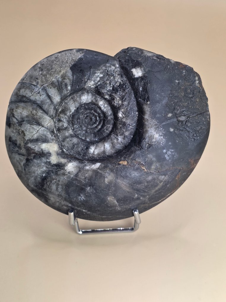 Ammonite - Απολιθωμένο ζώο - Aioloceras (Cleoniceras) sp. - 9 cm (χωρίς τιμή ασφαλείας) #1.0