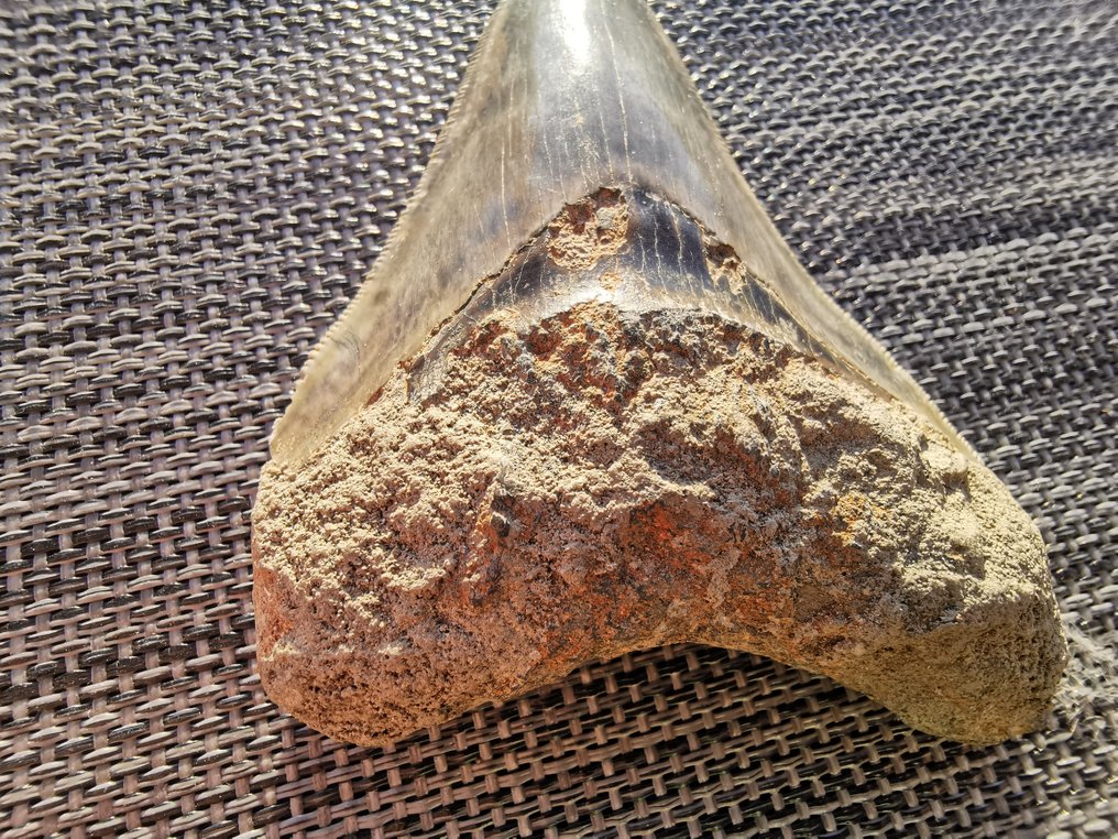 Megalodon - Απολιθωμένο δόντι - 10.3 cm (χωρίς τιμή ασφαλείας) #1.0