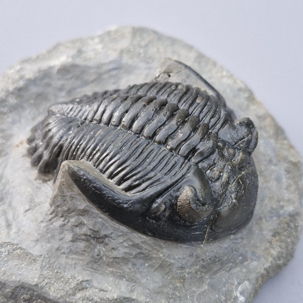 Trilobite - Απολιθωμένο ζώο - Hollardops mesocristata - 55 mm - 40 mm (χωρίς τιμή ασφαλείας) #4.3