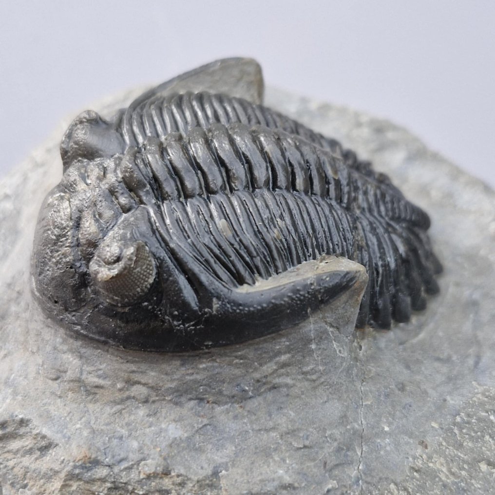 Trilobite - Απολιθωμένο ζώο - Hollardops mesocristata - 55 mm - 40 mm (χωρίς τιμή ασφαλείας) #1.0
