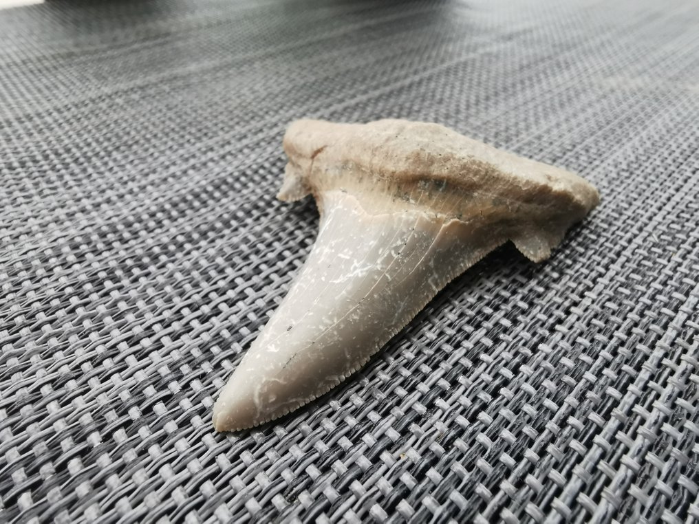 鲨鱼 - 牙齿化石 - Otodus Sokolovi - 7.1 cm - 5.5 cm  (没有保留价) #2.1