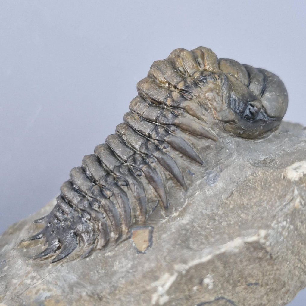 三叶虫 - 动物化石 - Crotalocephalina gibbus - 5.5 cm - 2.5 cm  (没有保留价) #2.1