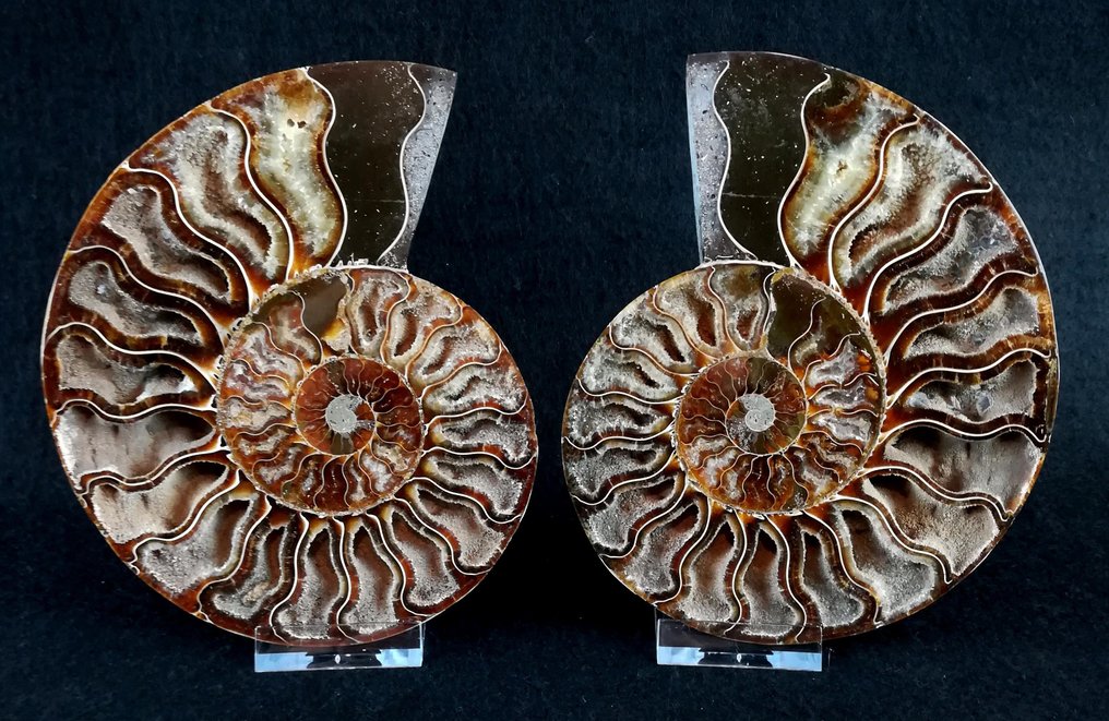 Ammonit - Forstenet dyr - Aioloceras (Cleoniceras) besairiei (Collignon 1949) - 14.9 cm - 12 cm #3.2