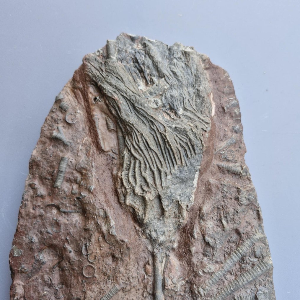 Crinoid - Απολιθωμένο ζώο - Scyphocrinus elegans - 237 mm - 148 mm  (χωρίς τιμή ασφαλείας) #2.1