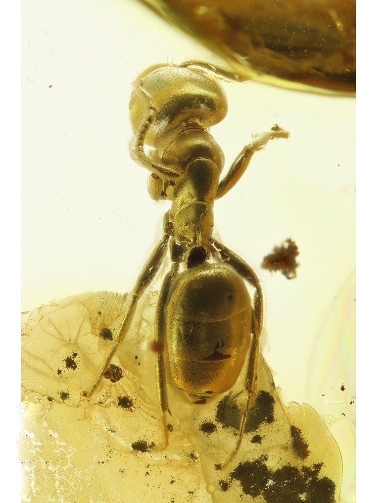 Ámbar - Ámbar - Mosquito - Amazing antenaes - over 4mm - 56 mm - 15 mm  (Sin precio de reserva) #1.0