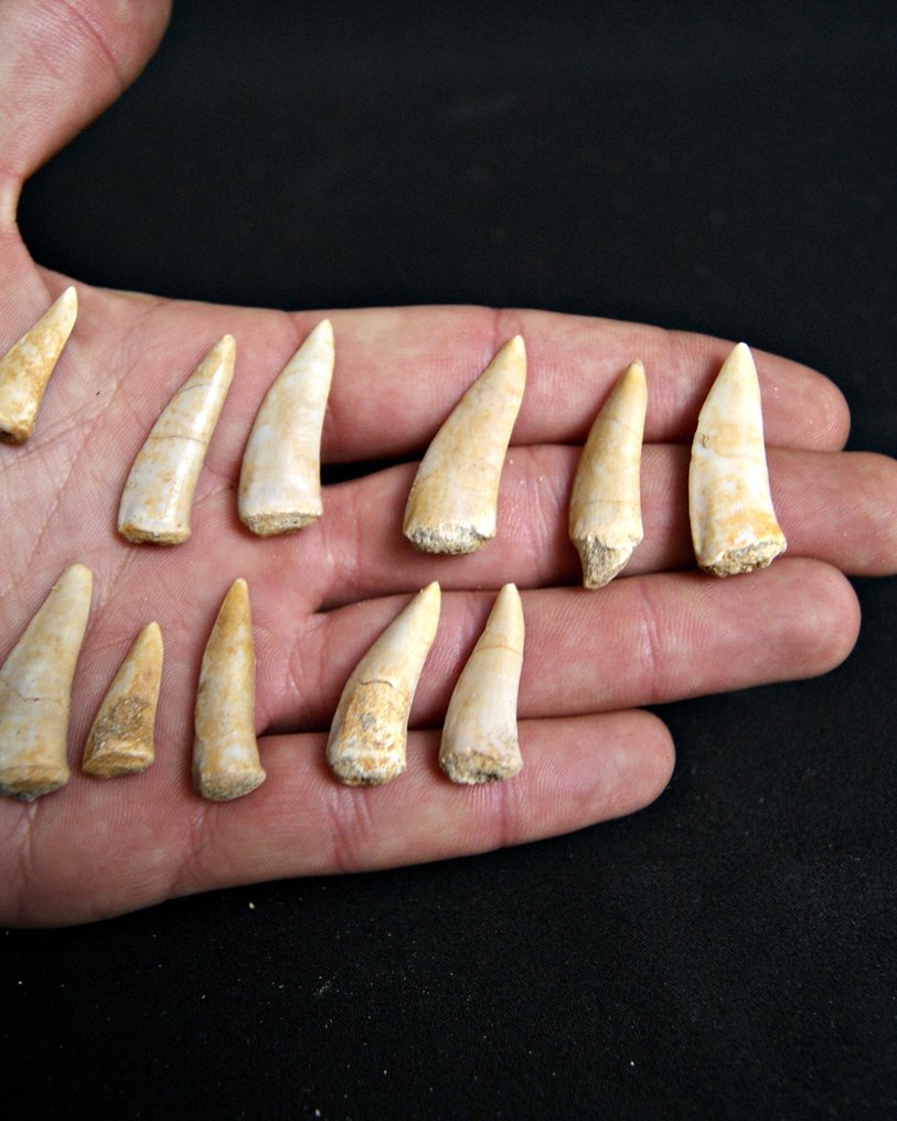 Sablefish fisk - Fossile tænder - Enchodus Lybicus (Ingen mindstepris) #2.1