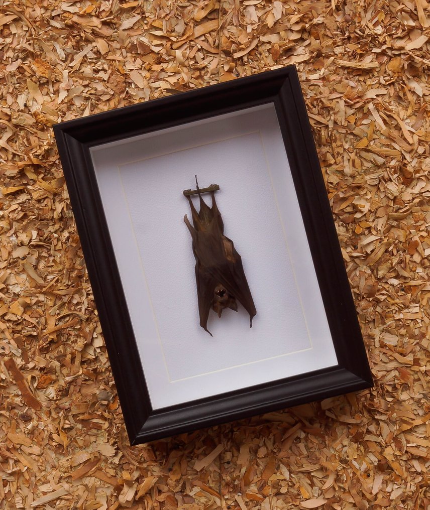Painted Vesper Bat - framed Taxidermie volledige montage - Hipposideros madurea - 20.5 cm - 15.5 cm - 4 cm - Geen-CITES-soort #1.0