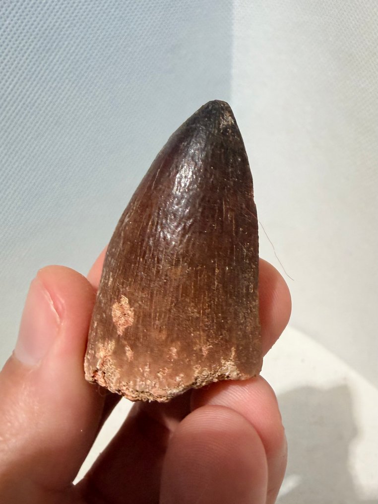 Mosasaur - Dinte fosilă - Mosasaurus - 4.8 cm (Fără preț de rezervă) #1.0