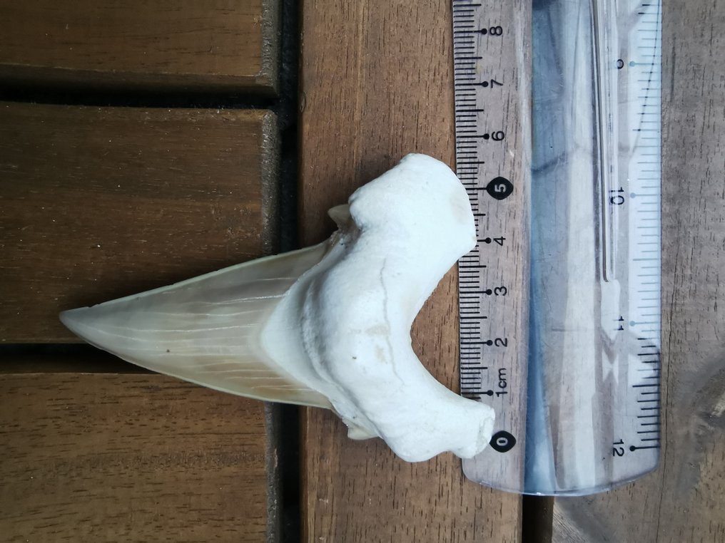 Καρχαρίας - Απολιθωμένο δόντι - Otodus Obliquus - 8.4 cm - 5.4 cm  (χωρίς τιμή ασφαλείας) #2.1