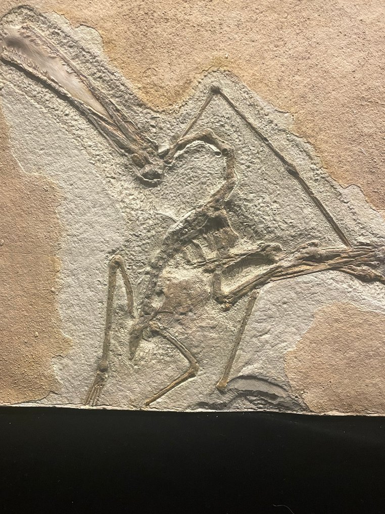 REPLICA - Απολιθωμένος σκελετός - Rhamphorhynchus Sp. - 24 cm - 30 cm #1.0