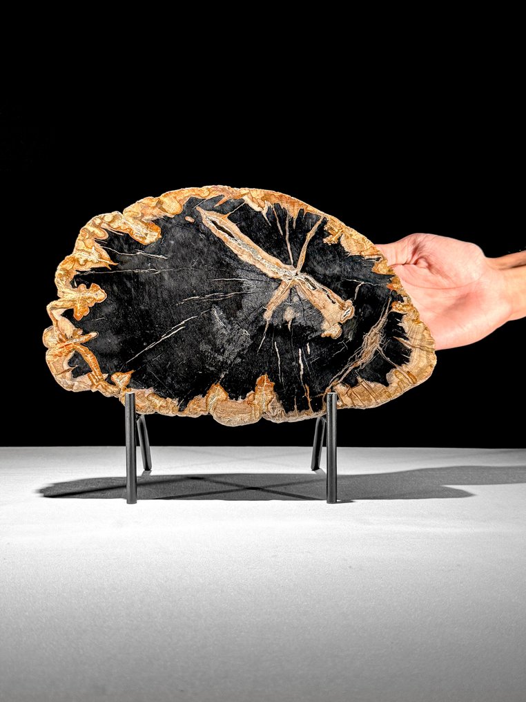 令人惊叹的化石木片,放置在定制底座上。 - 化石木材 (没有保留价) #1.0