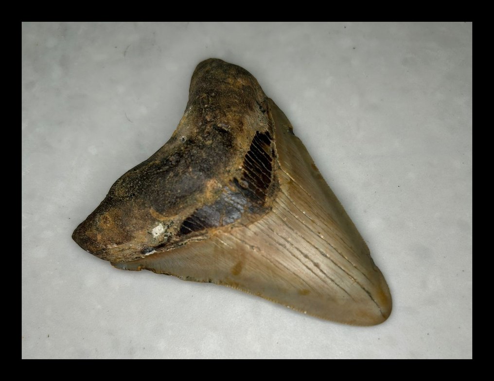 Megalodon - Dinți fosilă - 90 mm - 66 mm #3.2