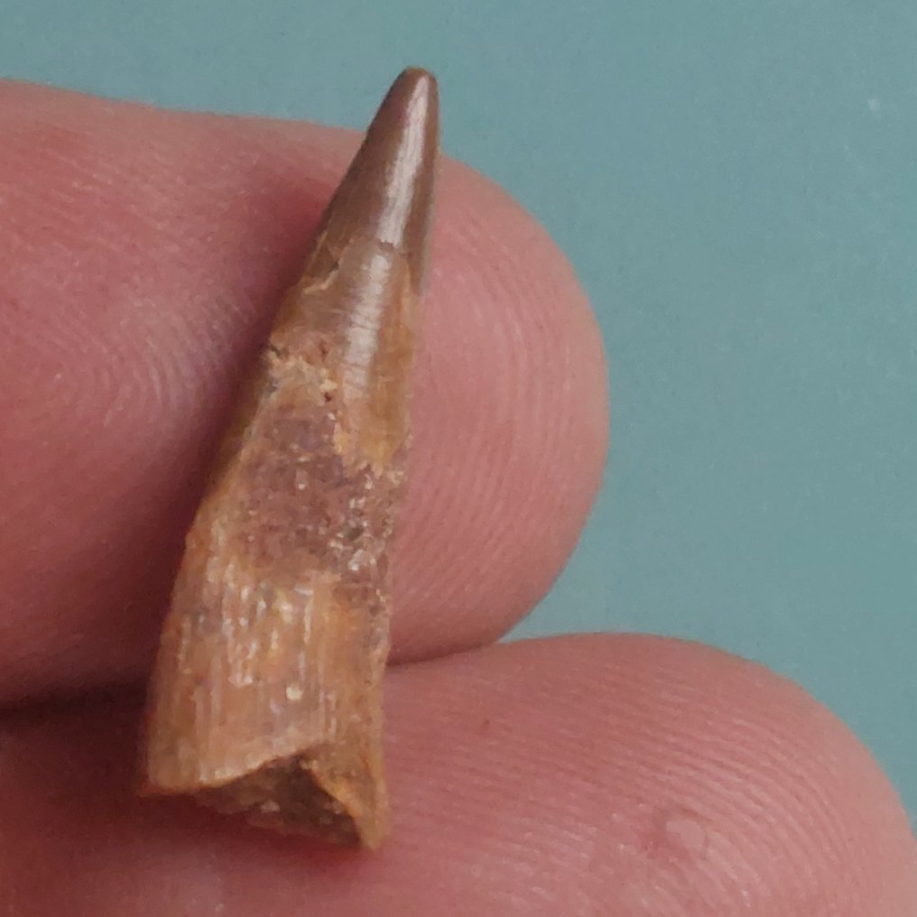 Pterosaur - Fosszilis fog - 27 mm - 8 mm  (Nincs minimálár) #1.0