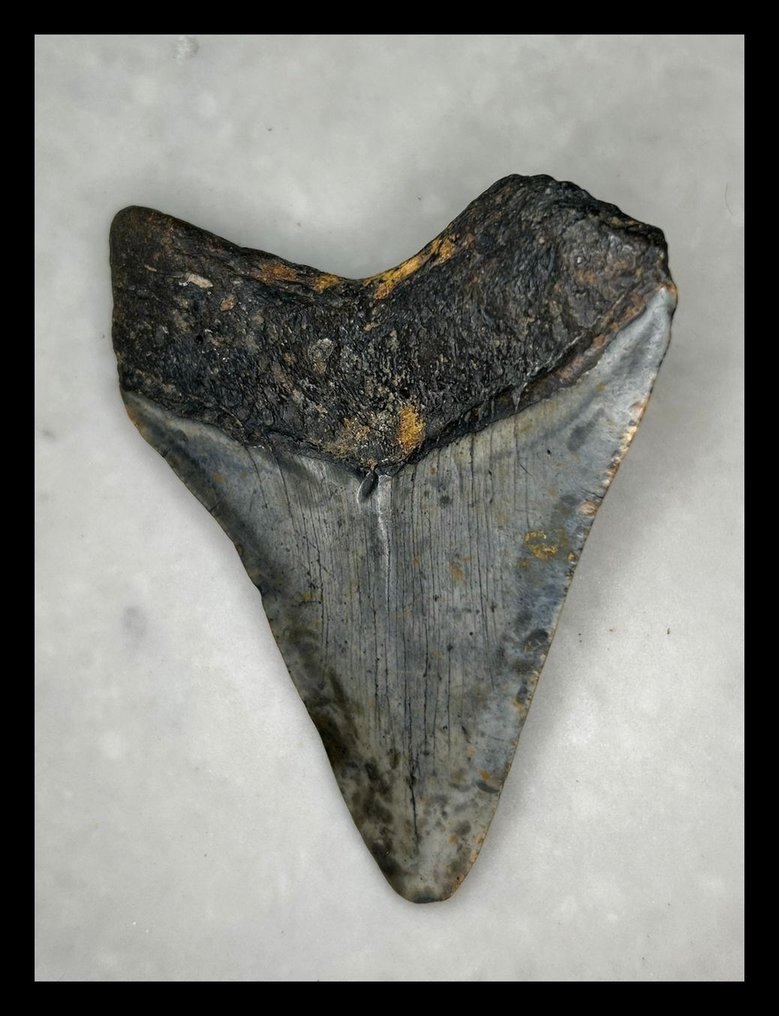 Megalodon - Απολιθωμένα δόντια - 91 mm - 70 mm  (χωρίς τιμή ασφαλείας) #1.0