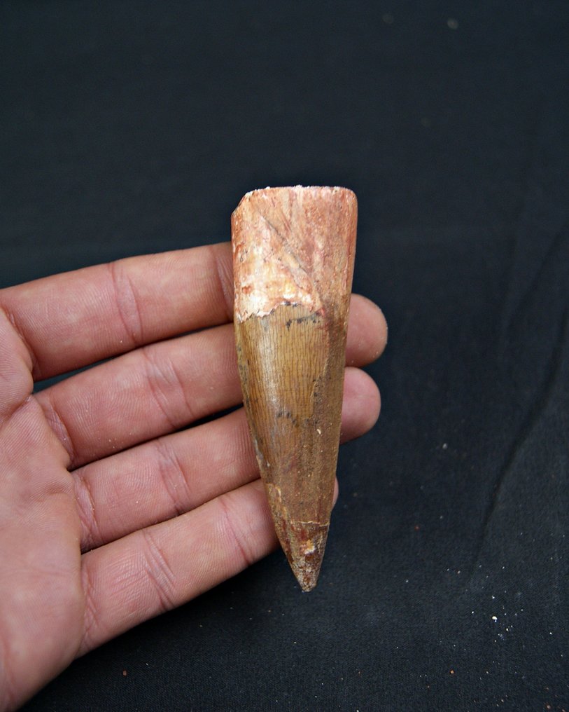 Spinosaur - Fossil tooth - Spinosaurus aegyptiacus - 8.8 cm  (No reserve price) #2.1
