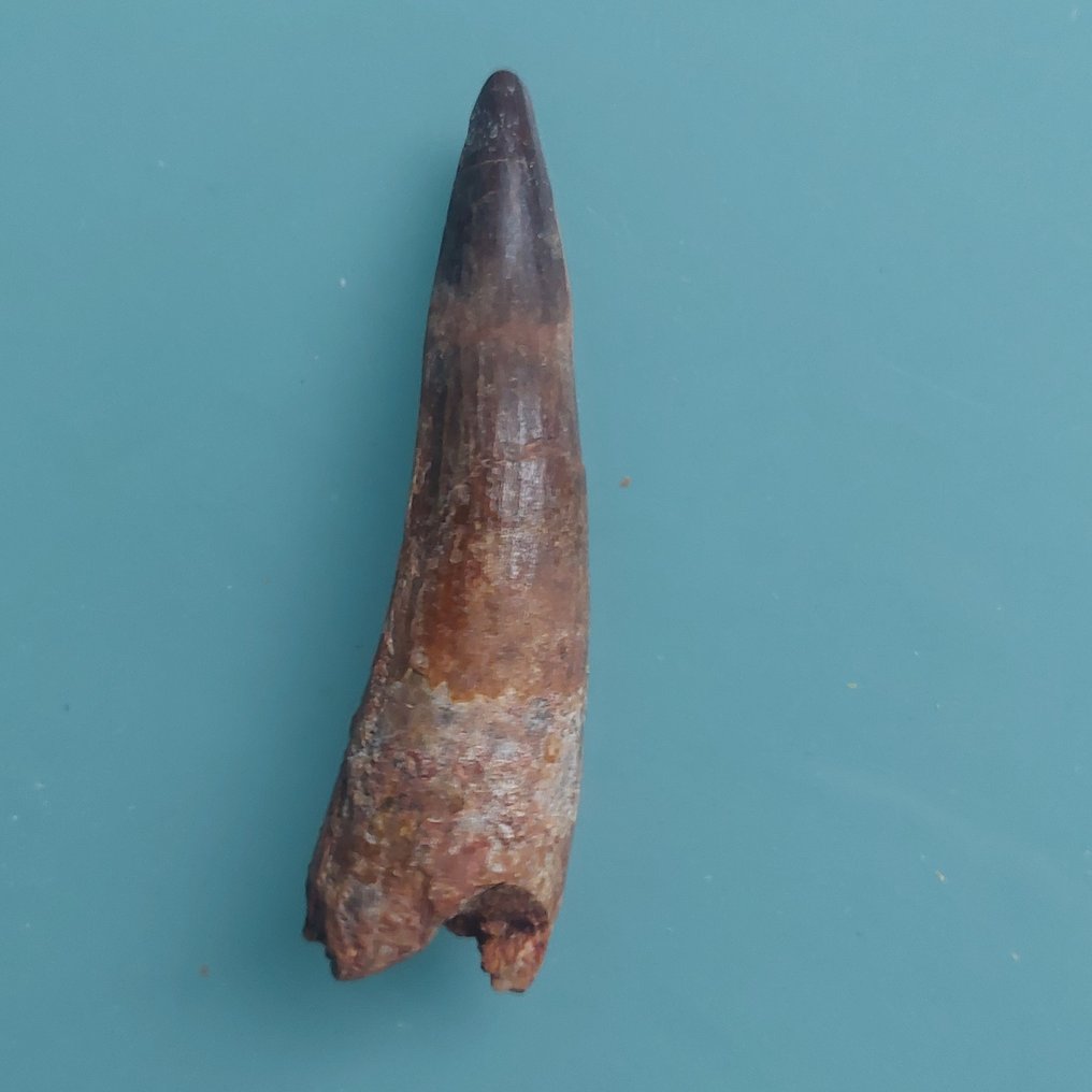 Dinosaur - Fossil tooth - Spinosaurus aegyptiacus - 87 mm - 23 mm #2.1