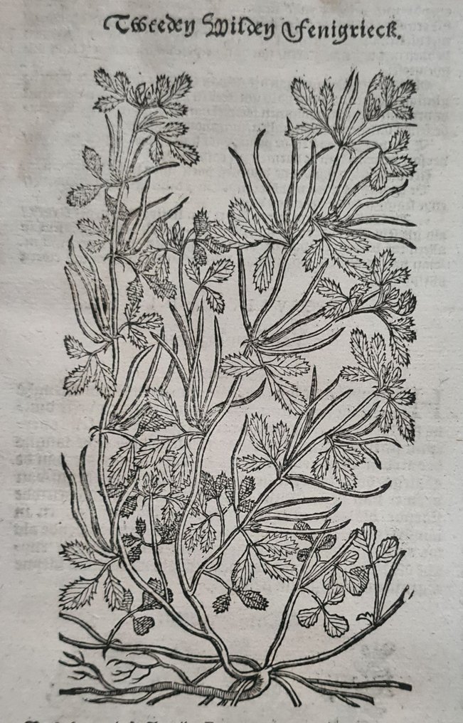 Rembertus Dodonaeus - 38 houtsnedes uit het Cruydt-boeck #1.0