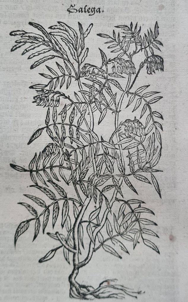 Rembertus Dodonaeus - 38 houtsnedes uit het Cruydt-boeck #2.1