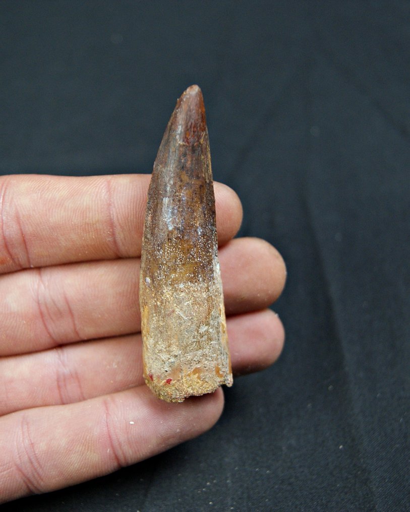 Spinosaurus - Fossil tann - Spinosaurus aegyptiacus (Ingen reservasjonspris) #1.0