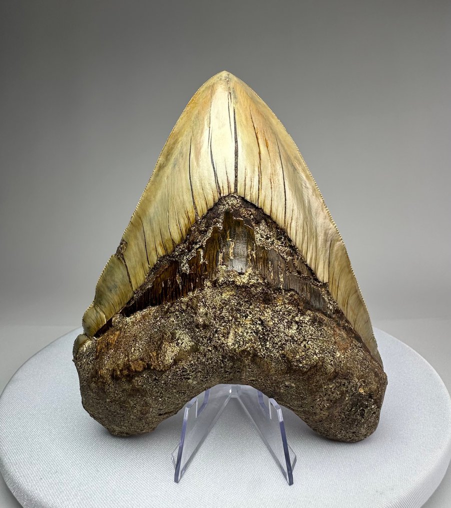 Megalodon - Dente fóssil - 14.8 cm - 12 cm #1.0