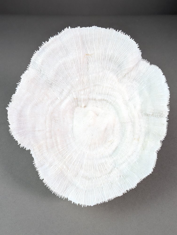 Εξαιρετικό μπολ Κοράλλι Κοράλλι - Halomitra pileus (with Import Ref.) (χωρίς τιμή ασφαλείας) #2.1