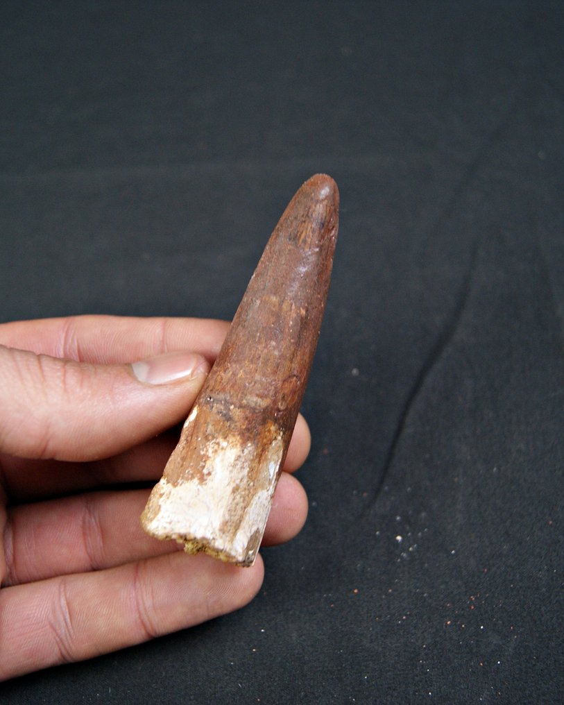 Spinosaur - Fossil tooth - Spinosaurus aegyptiacus - 8.1 cm (No reserve price) #1.0