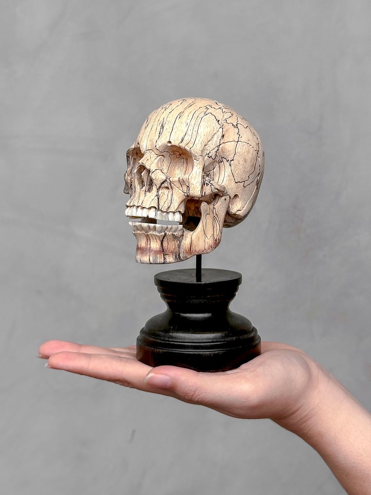 Udskæring, NO RESERVE PRICE - Stunning Wooden Human Skull With A Beautiful Grain on a custom stand - 16 cm - Tamarindus - 2025 #1.0