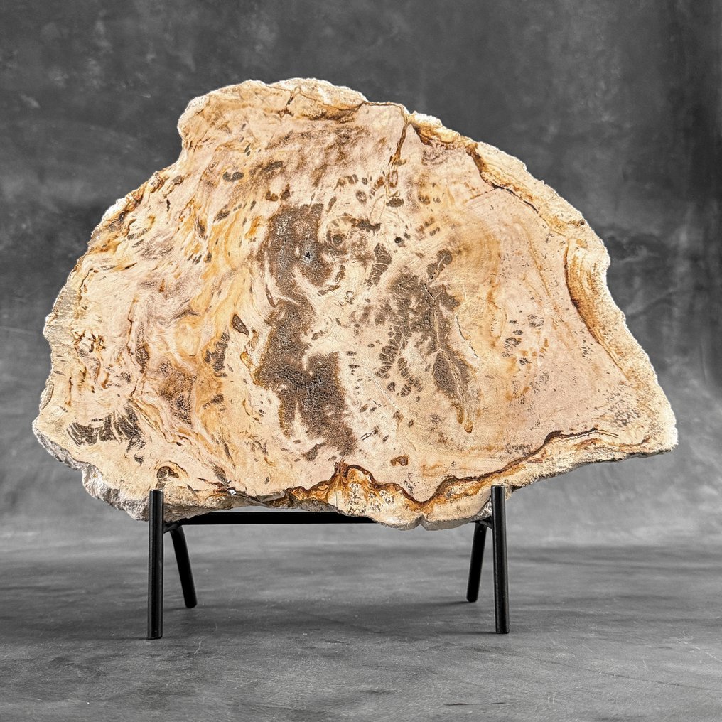 Stunning Slice of Petrified Wood on a custom stand - Fossilised wood (No reserve price) #2.1