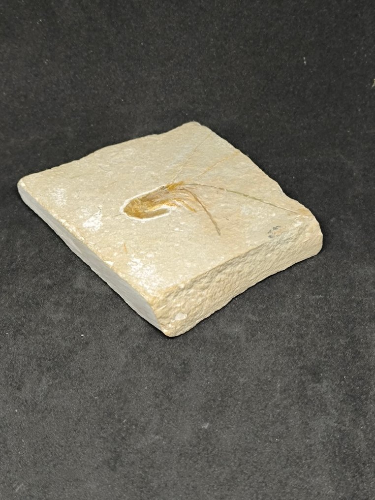 Fossil matrix - Gambero Carpopenaeus Callirostris - 95 mm - 85 mm (No reserve price) #1.0