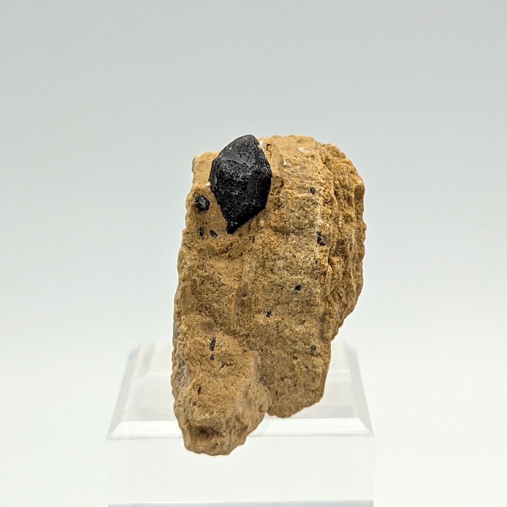 QUARZO MORIONE BETA, διπλό μαύρο κρύσταλλο, Ιταλία Κρύσταλλοι στη μήτρα - Ύψος: 50 mm - Πλάτος: 36 mm- 47 g #1.0