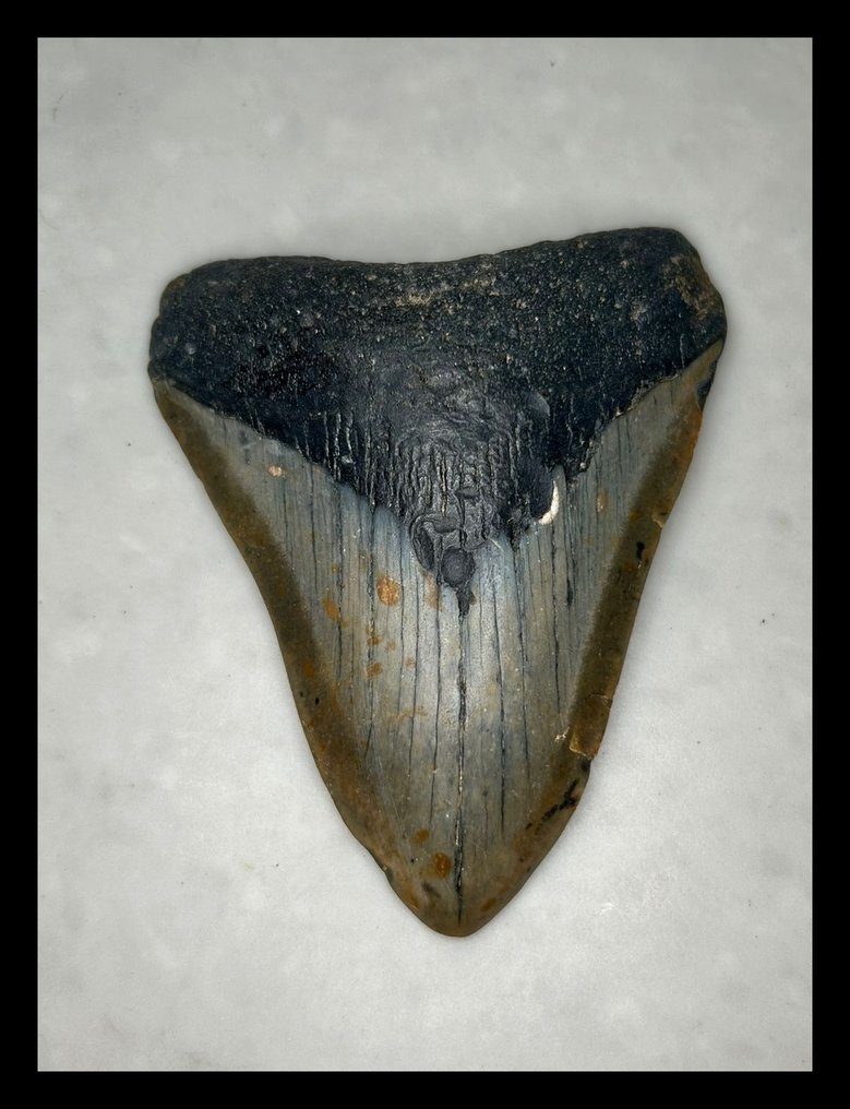 Megalodon - Dentes fósseis - 94 mm - 74 mm #1.0