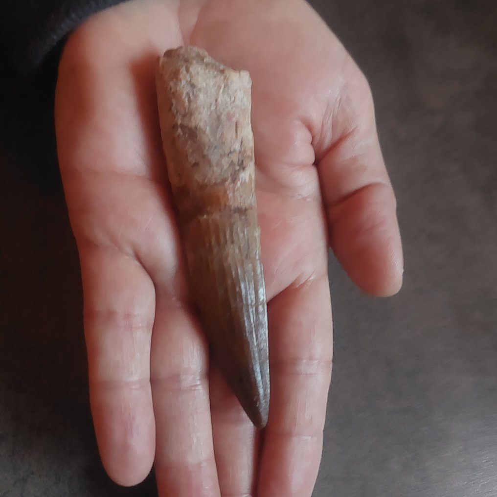 Dinosaur - Fossil tooth - Sehr großer Spinosaurus aegyptiacus - 102 mm - 25 mm #1.0