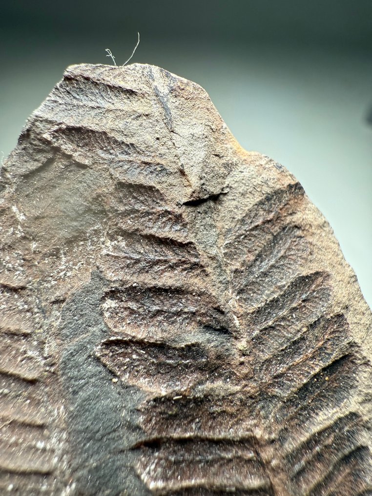 Häftig fossil ormbunke - Fossiliserad växt - Lobatopteris lamuriana  (Utan reservationspris) #2.1