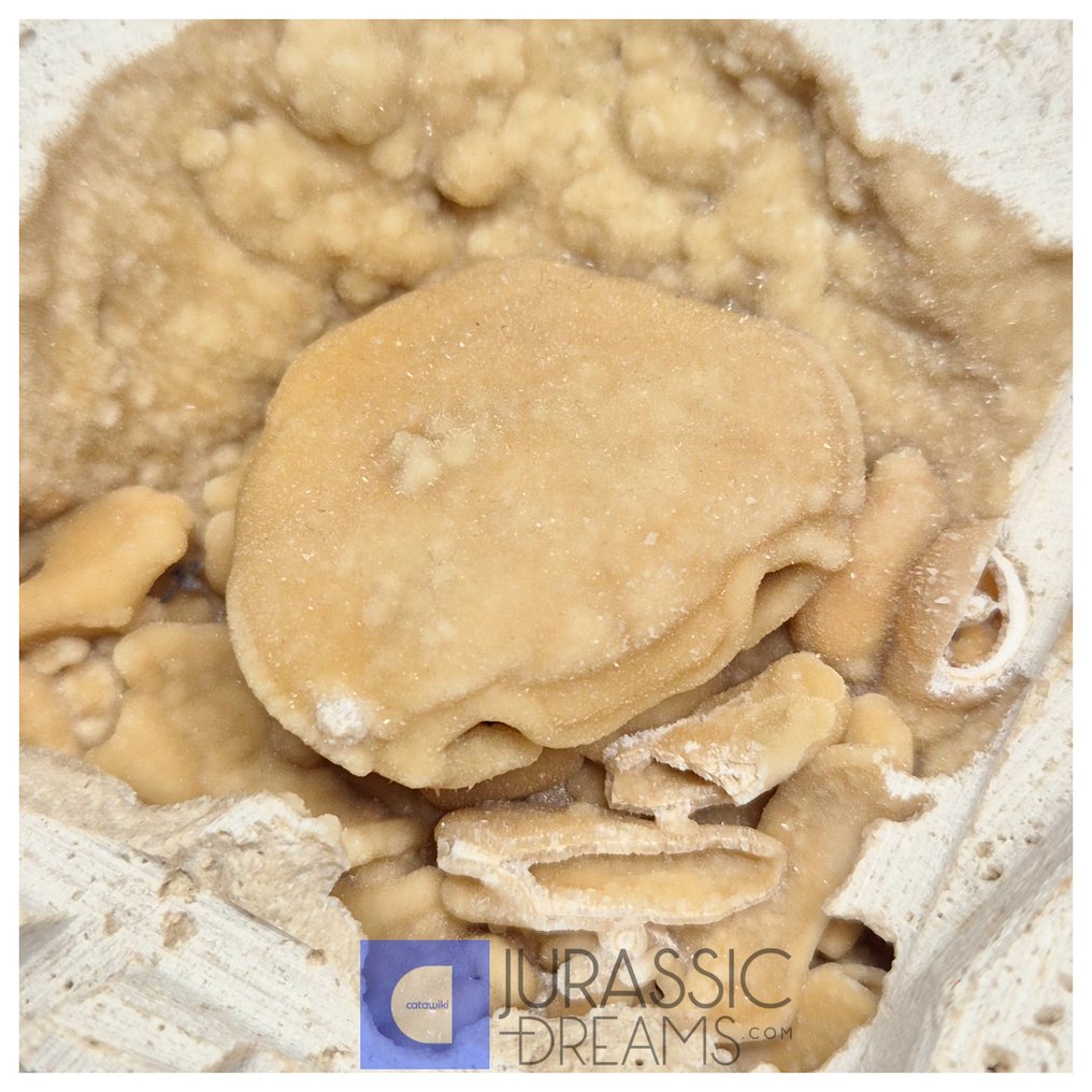 Crabe fossile inhabituellement gros (Potamon) conservé dans du travertin - Localisation en Turquie - Squelette fossile (Sans prix de réserve) #1.0