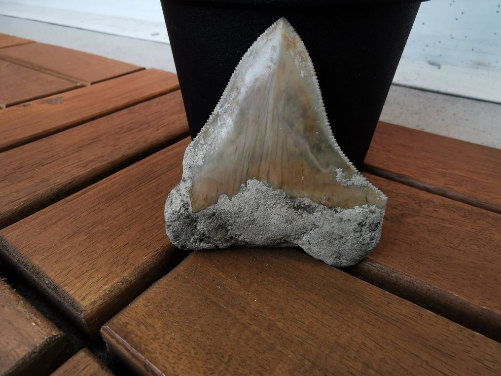 Megalodon - Fossil tooth - 6.06 cm - 5.24 cm  (No reserve price) #1.0