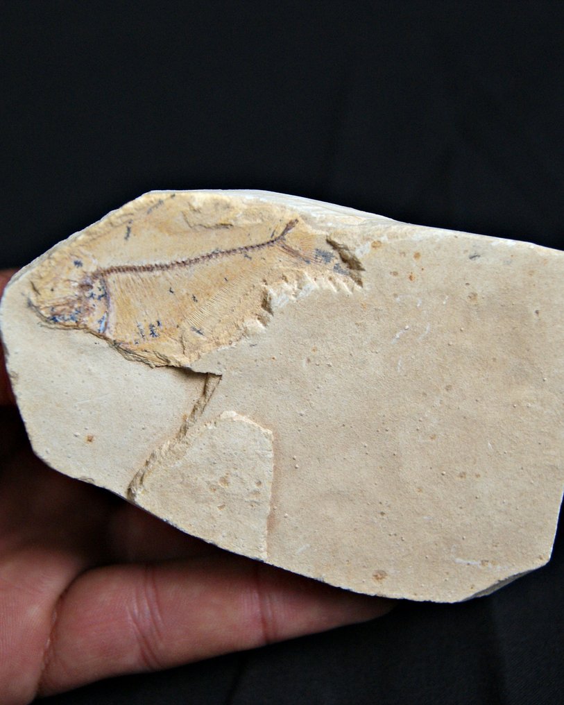 Fish - Fossilised animal (No reserve price) #2.1