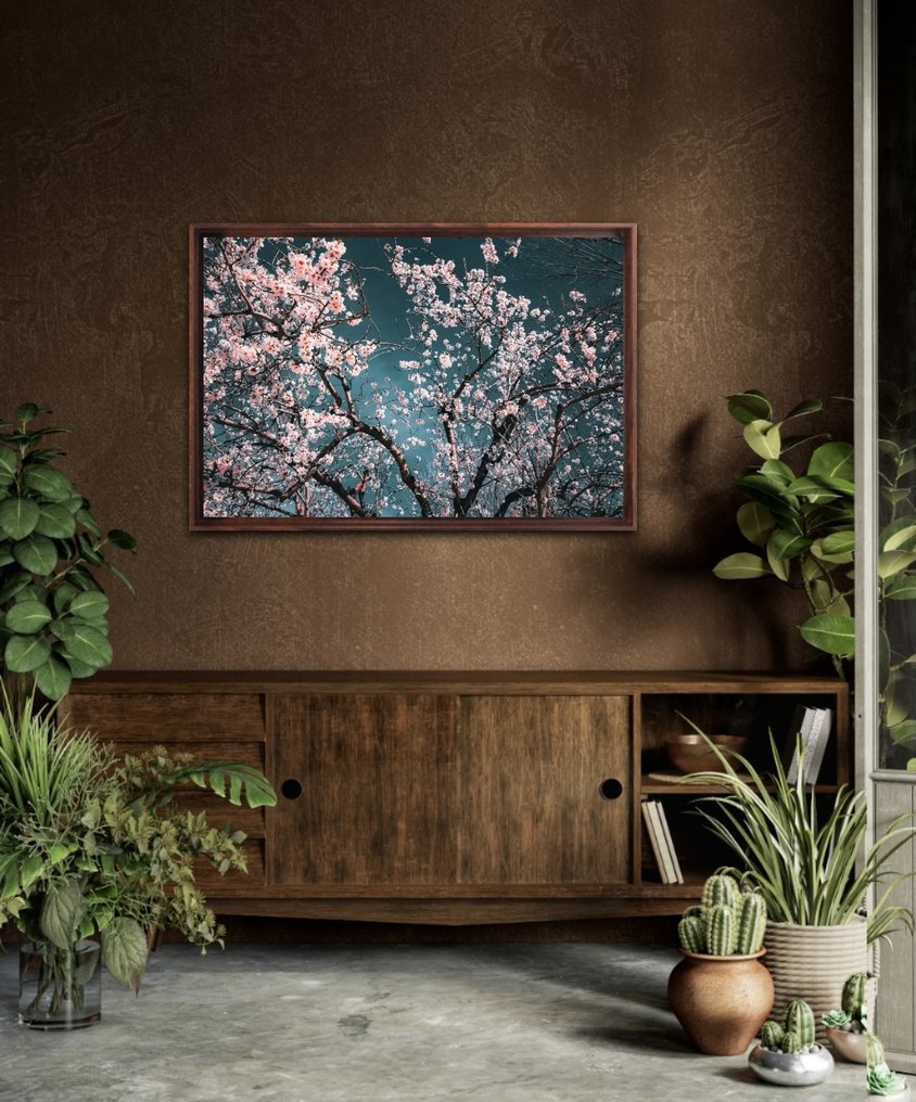 Viet Ha Tran - Sakura Season II #2.1