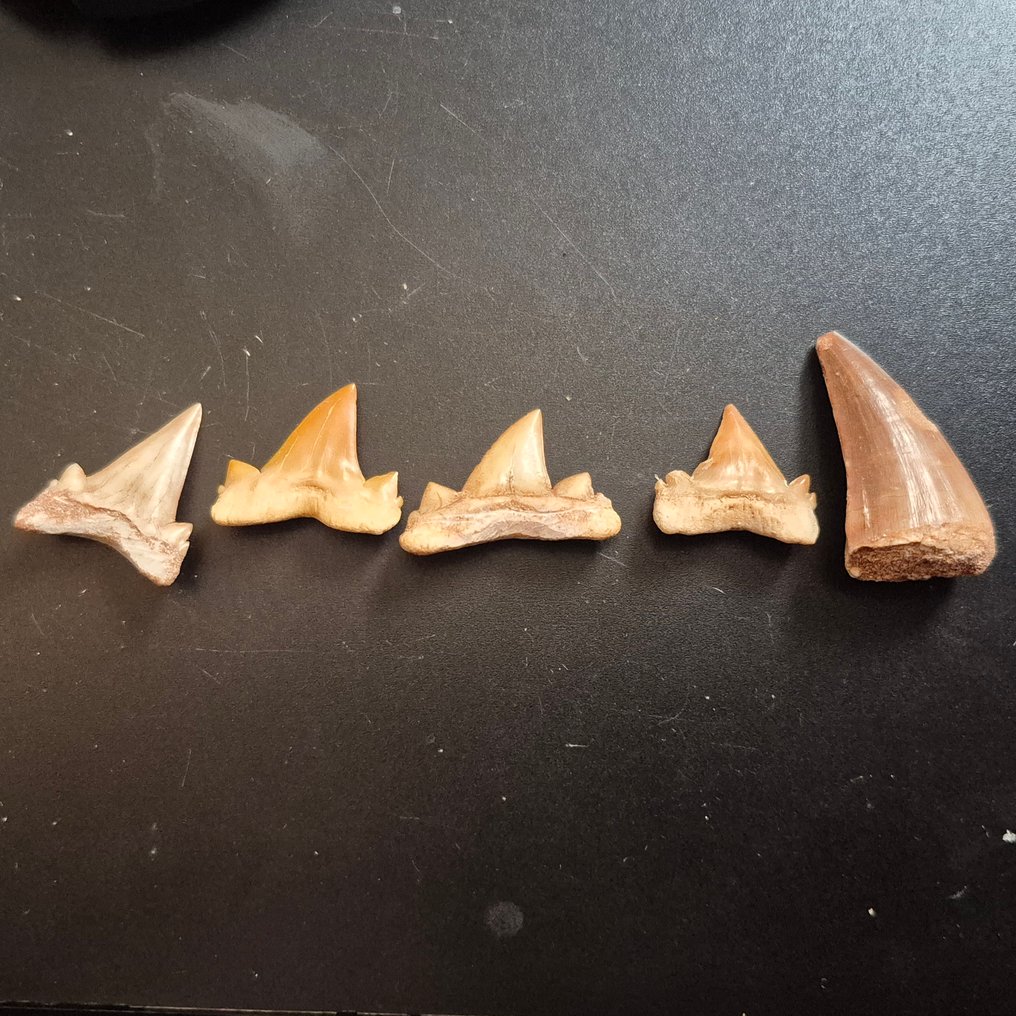 沧龙 - 牙齿化石 - Mooie collectie fossiele tanden - Mosasaurus - Otodus Obliqus Haai - 11 cm - 11 cm  (没有保留价) #2.1