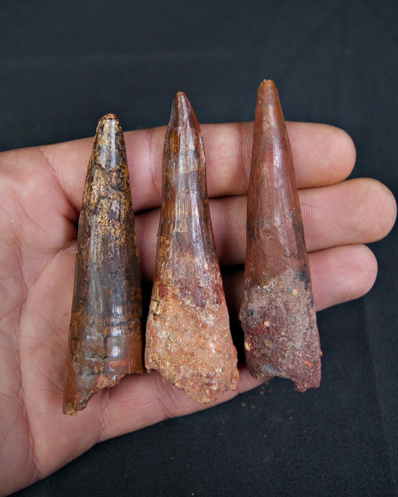 Spinosaur - Fossil teeth - Spinosaurus aegyptiacus (No reserve price) #1.0