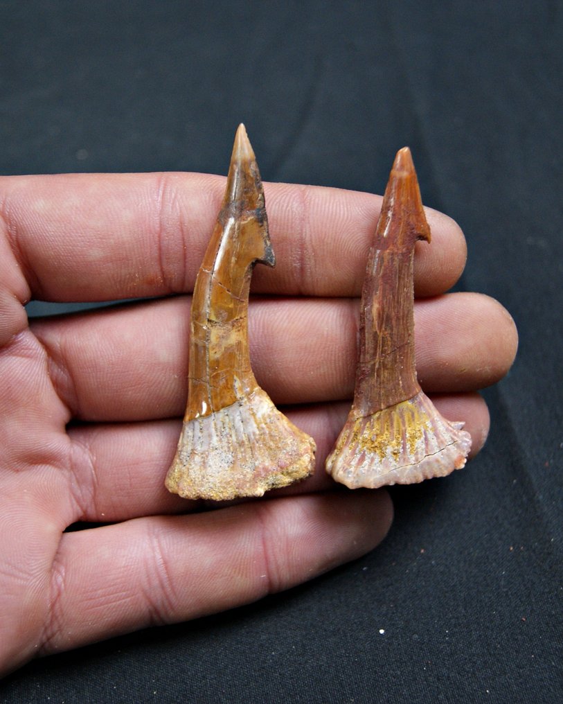 Giant Sierra Shark Collection - Fossil teeth - Onchopristis sp.  (No reserve price) #1.0